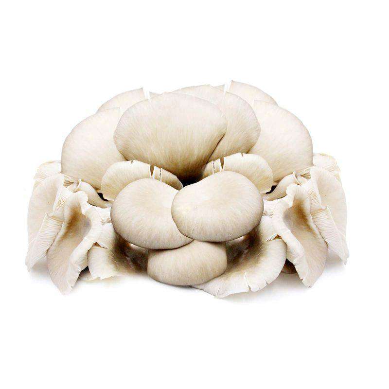 Oyster Mushroom (Malaysia) 200g