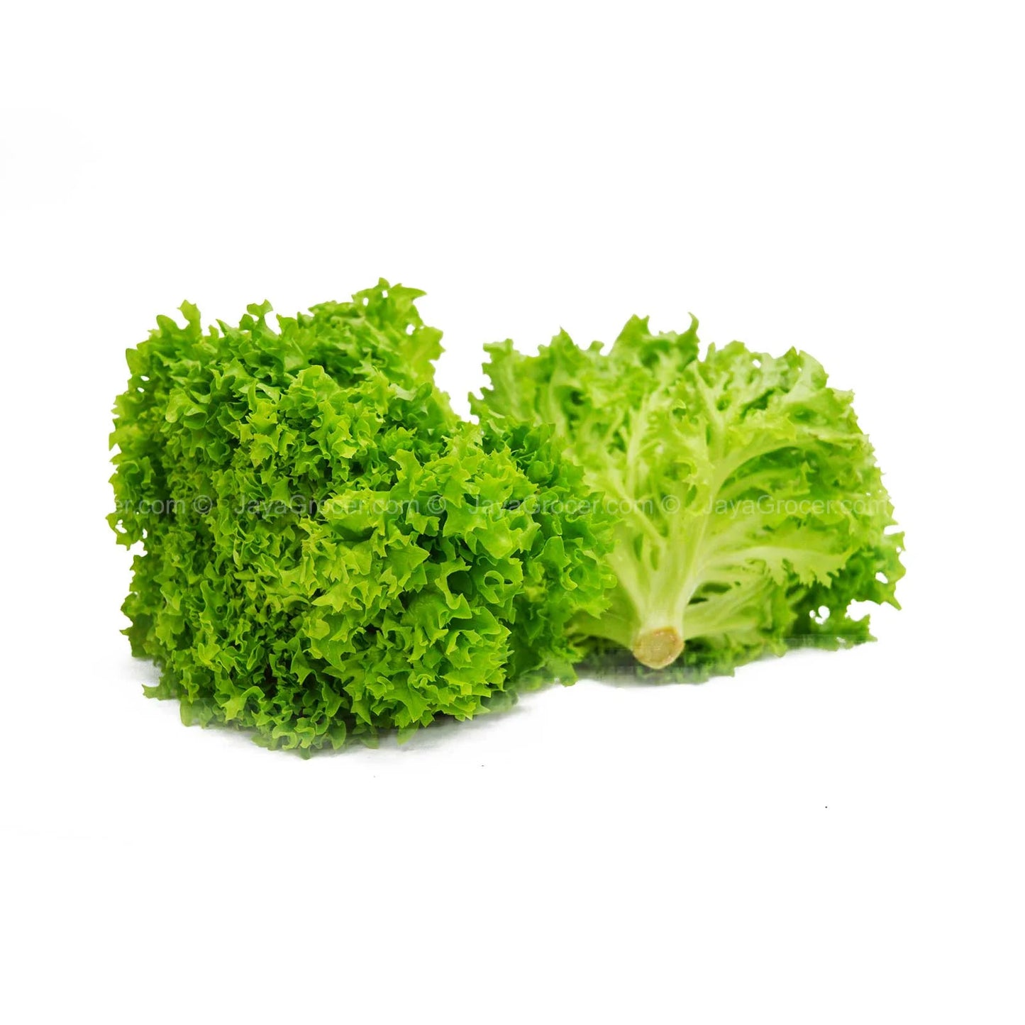 Green Coral Lettuce (Malaysia)