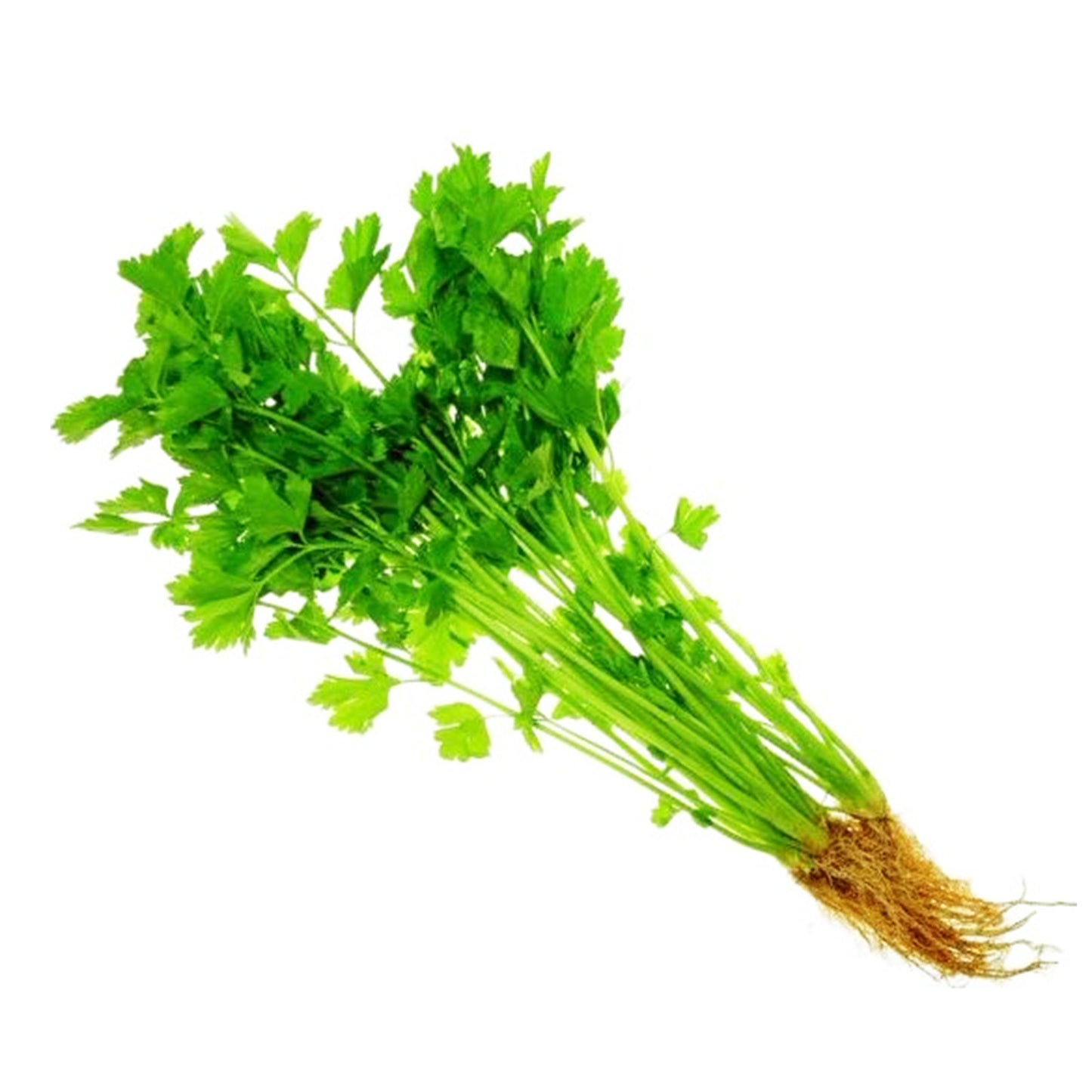 Celery Leaves/Chinese Celery Leaves/Daun Sup (Mixed Grade) (Malaysia) 1kg