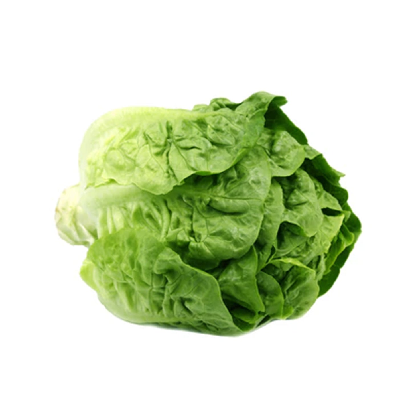 Baby Romaine Lettuce (Mixed Grade) (Malaysia) 1kg